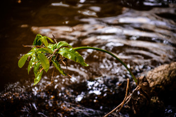plant inside the river