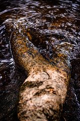 tree trunk inside the river