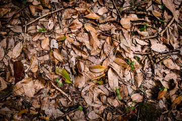dry leaves scattered on the floor