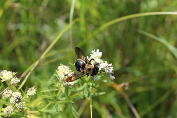 Bumblebee on a slender mountain mint blossom at Somme Prairie Nature Preserve
