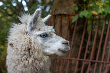 portrait of lama