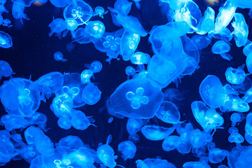 jellyfish © Vitalii