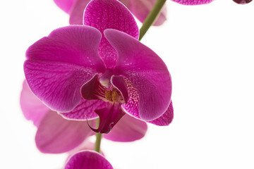 Close up of orchid flower.