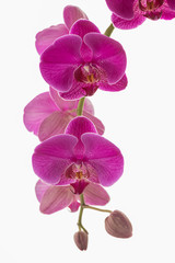 Fototapeta na wymiar Close up of purple orchids on a vine.