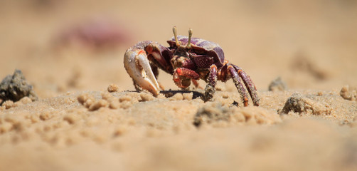 Crab walk