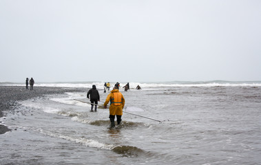 Fototapeta na wymiar Fishermen scoop along the river's edge as the tide comes in for shoals of whitebait at Okarito