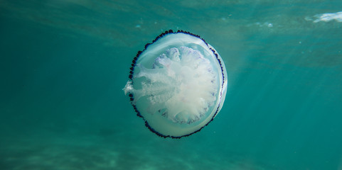 Jelly III © Mariano