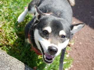 黒柴犬と一緒にお散歩2