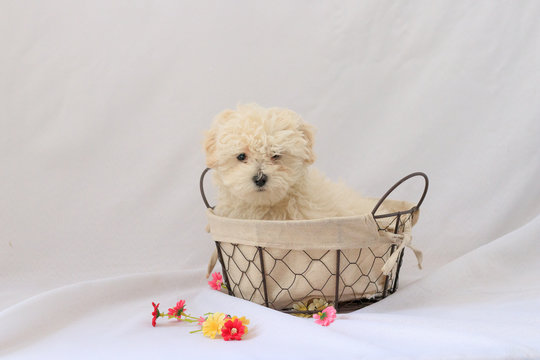 tierno perro cachorro raza maltes en una canasta