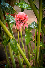 flower in the garden, ornamental plants, ginger flower, etlingera pink