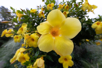 Obraz na płótnie Canvas Wide angle of yellow flowers on bush