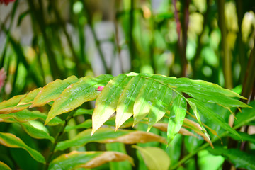 green leaf with water drops, botany background