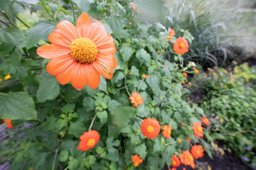 Obraz premium Wide angle of Mexican Sunflower Plant in Bloom