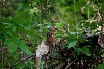 Chipmunk
