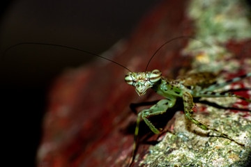 Mantis religiosa