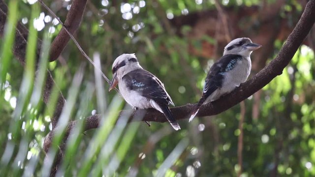 Two kookaburras in Australian forest
