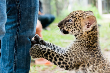 baby leopard in wild life breeding station.