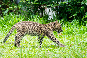 baby leopard in wild life breeding station.