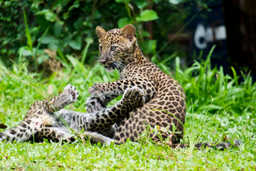 baby leopard in wild life breeding station.