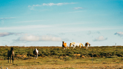 Horses, Iceland