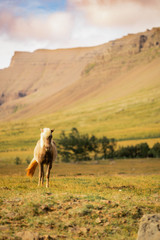 Horses, Iceland