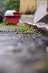plants that dry in the asphalt