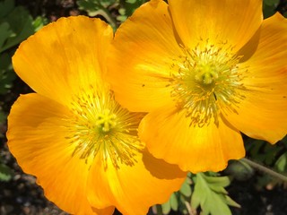 Bright Yellow Poppy