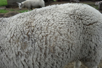 Closeup of a sheep in petting zoo