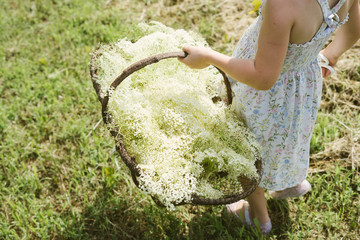 Little Girl Picking Wildflowers in a Basket