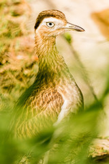 bird of the zoo