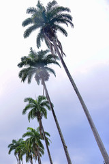 Fototapeta premium palm trees against blue sky