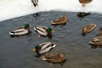 Many ducks did not fly away for the winter. Problems of birds in ice covered reservoir. Ducks winter in the city pond.