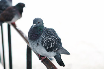 Beautiful wild free pigeon sitting on a fence in a winter snowy scenery. Area for text or graphic design effect