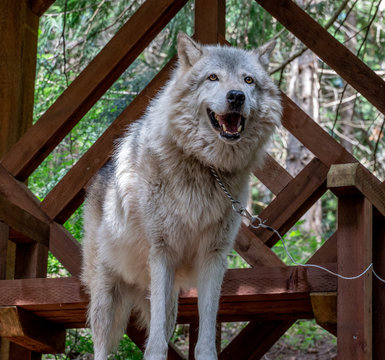 One of the wolves at an animal sanctuary that is well habituated to presence of human around him