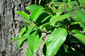  Many colorful leaves in the garden That looks fresh and cool, beautiful nature