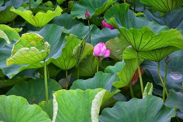 Traditional Japanese gardens in public parks in Tokyo, Japan. Views of stone lanterns, lakes, ponds, bonsai and wildlife walking around paths and trails. Asia. 