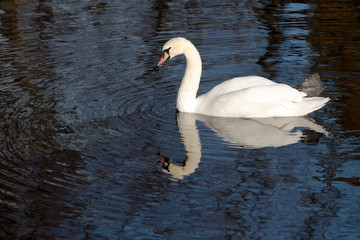 Fototapeta premium Swan lake