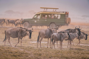 Wildebeest on grassland in Amboseli National Park ,Kenya. - 286226805