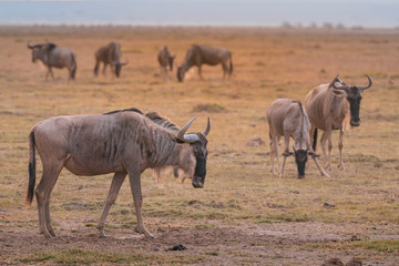 Fototapeta premium Wildebeest on grassland in Amboseli National Park ,Kenya.