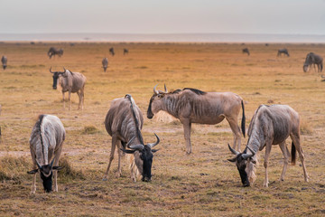 Fototapeta na wymiar Wildebeest on grassland in Amboseli National Park ,Kenya.