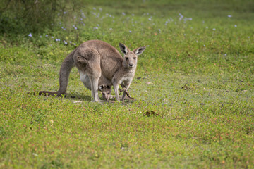 Naklejka na ściany i meble A female wild eastern grey kangaroo with her joey in her pouch. Both are grazing, including the joey from the safety of the pouch. Queensland, Australia.