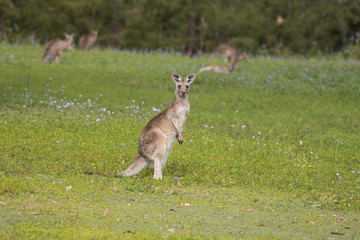 Obraz na płótnie Canvas A young, wild eastern grey kangaroo grazing in a grassy field with purple flowers in Queensland, Australia.