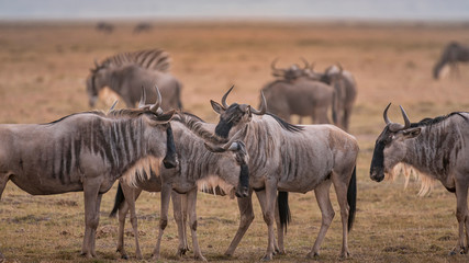 Wildebeest on grassland in Amboseli National Park ,Kenya.