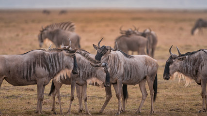 Fototapeta na wymiar Wildebeest on grassland in Amboseli National Park ,Kenya.