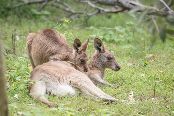 Naklejka na ściany i meble A wild, female eastern grey kangaroo with her adolescent joey relaxing on the grass in Queensland, Australia.
