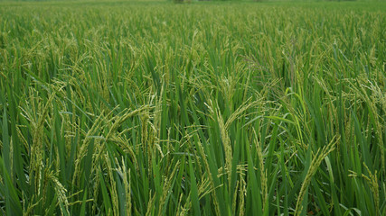 beautiful green rice fields