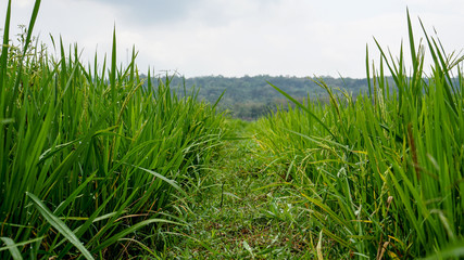 Fototapeta premium close up green rice fields