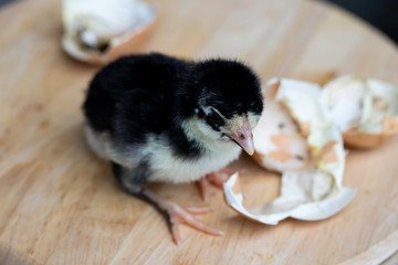 Black chicken are leaving eggs