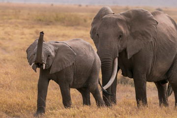 Fototapeta na wymiar African Elephants feeding at Amboseli national Park ,Kenya.