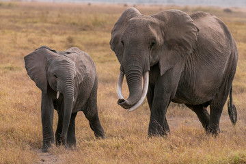Fototapeta premium African Elephants feeding at Amboseli national Park ,Kenya.